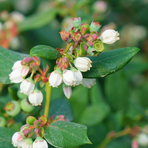 云南花香脆甜蓝莓 商品图10