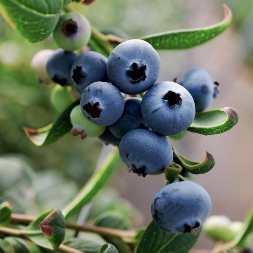 云南花香脆甜蓝莓 商品图1