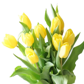 郁金香 黄金 10支/扎 以实物为准 云南基地发货（价格已包含包装费用）花苞发货花苞发货