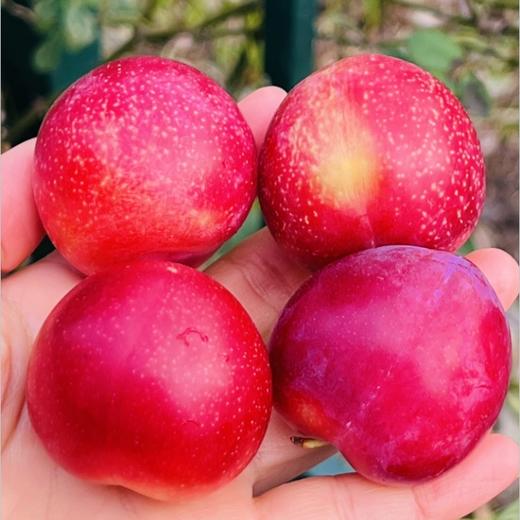 智利樱桃李🍒 樱桃与李子的完美“混血”结合 ，看起来像李子，吃起来比樱桃还甜美😘😘橘黄色果肉娇艳欲滴，咬一口蜜汁四溅，细致脆爽，甜蜜里透着点酸，味道太足了～ 果子最佳熟度，绝味好吃😋😋♥️ 商品图2