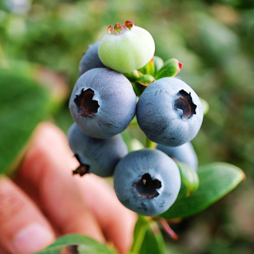 云南花香脆甜蓝莓 商品图4