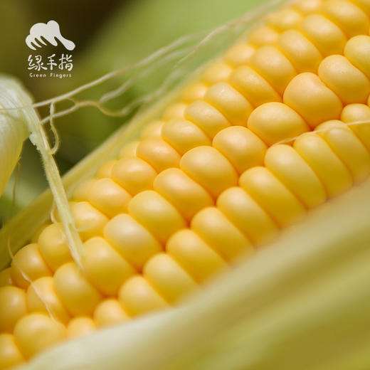 生态增城甜玉米 | 合作生产*Eco-Corn  | Coproduction 商品图2