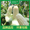 PAGODA百果园 A级-微玉冰糖玉米3斤家庭装 商品缩略图3