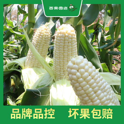 PAGODA百果园 A级-微玉冰糖玉米3斤家庭装 商品图3