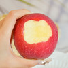 【新品上线】甘肃静宁苹果 4.5斤/9枚大果礼盒装 酥脆爽口 清甜的香蜜味 商品缩略图5