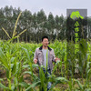 生态增城甜玉米 | 合作生产*Eco-Corn  | Coproduction 商品缩略图1