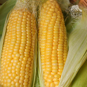 生态增城甜玉米 | 合作生产*Eco-Corn  | Coproduction