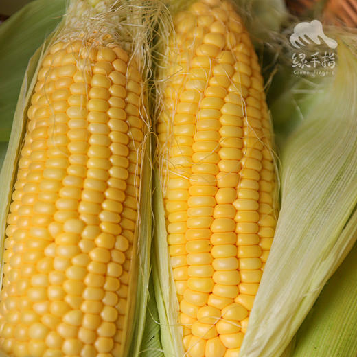 生态增城甜玉米 | 合作生产*Eco-Corn  | Coproduction 商品图0