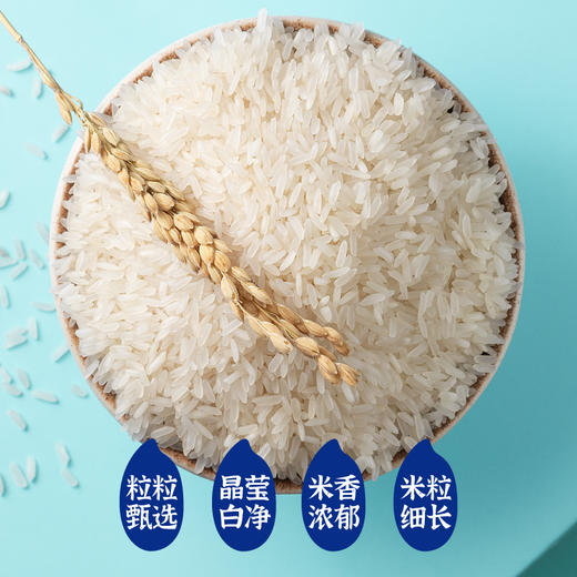 袁谷隆平芯米美香丝苗5kg共10斤长粒香米猫牙米南方籼米油粘米2025新米 商品图1
