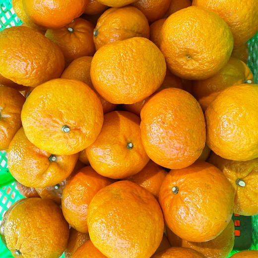 无核沃柑5kg 商品图0