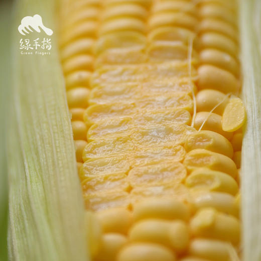 生态增城甜玉米 | 合作生产*Eco-Corn  | Coproduction 商品图4