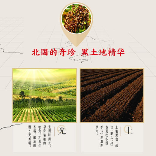 【浓香型】北大仓柔和八年白酒450ml 42度 商品图4