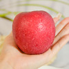 【新品上线】甘肃静宁苹果 4.5斤/9枚大果礼盒装 酥脆爽口 清甜的香蜜味 商品缩略图4