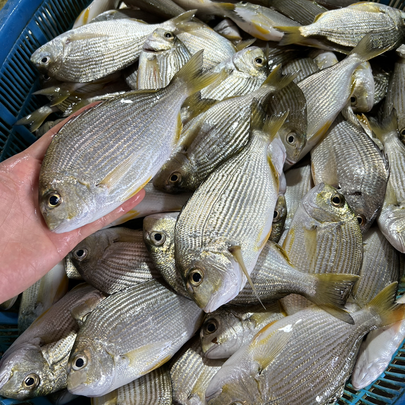 【野生方头鱼】斑头鱼，潮汕家常鱼，野生海捕，香煎、鱼饭最好吃，一份杀前500克约5条