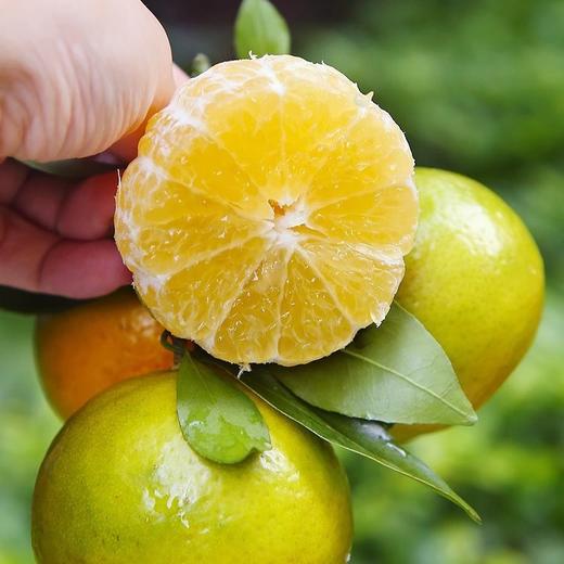 【9斤超值！广西皇帝柑】一口咬下去，满嘴果香，好吃到停不下来！新鲜橘子当季水果贡柑橘蜜桔非沃柑砂糖橘整箱 商品图0