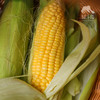 生态增城甜玉米 | 合作生产*Eco-Corn  | Coproduction 商品缩略图3