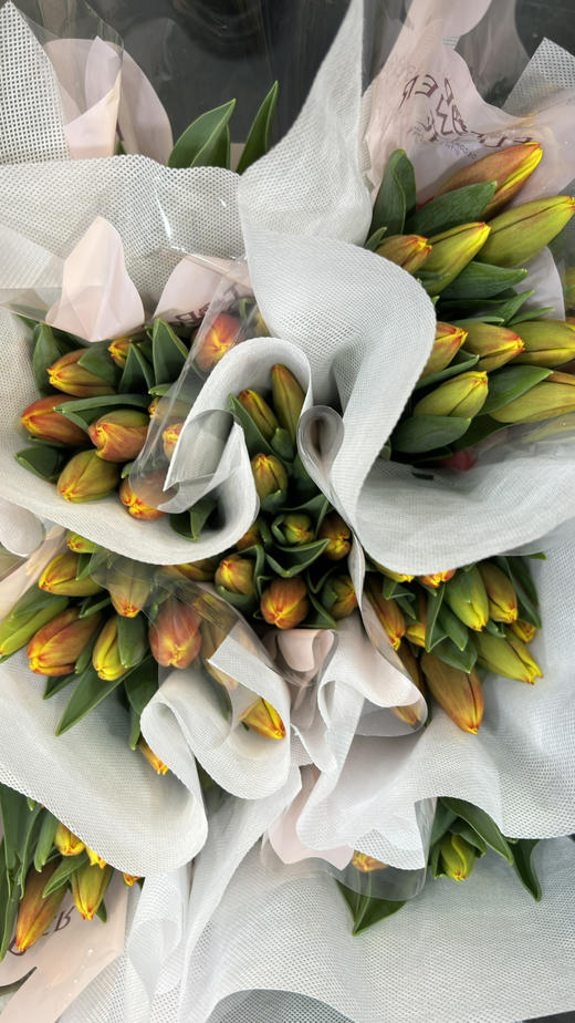 【国产郁金香】 -复色/双色  10支/扎 商品图8