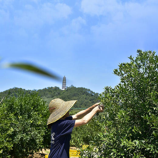 有机新会陈皮（15年）250g 商品图12