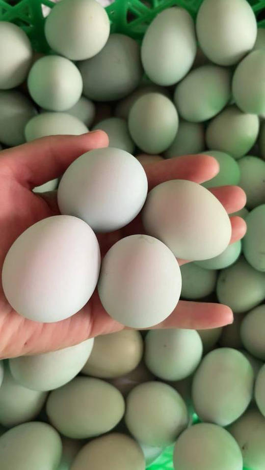 农场散养乌鸡蛋，吃粮食长大，一份五斤 商品图0