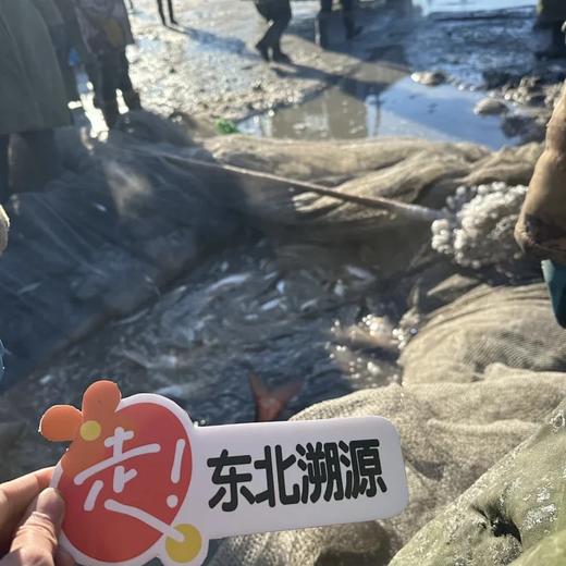 东北溯源❄️囤年货！一年一次，限定美味！查干湖冬捕开始啦！【查干湖胖头鱼礼盒】有机认证，上过《舌尖》的查干湖胖头鱼，究竟有多好吃？零下18℃的湖面，出水即冻！捕猎方式！ 商品图0