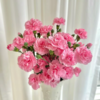 珍珠粉多头康乃馨丨20支 商品缩略图1