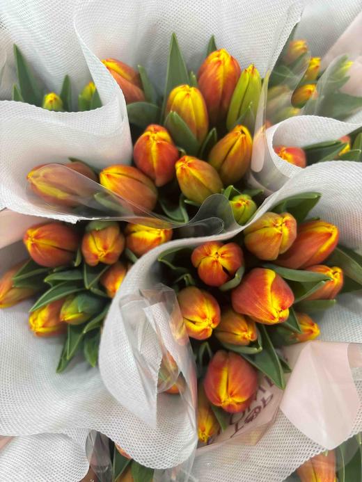 【国产郁金香】 -复色/双色  10支/扎 商品图9