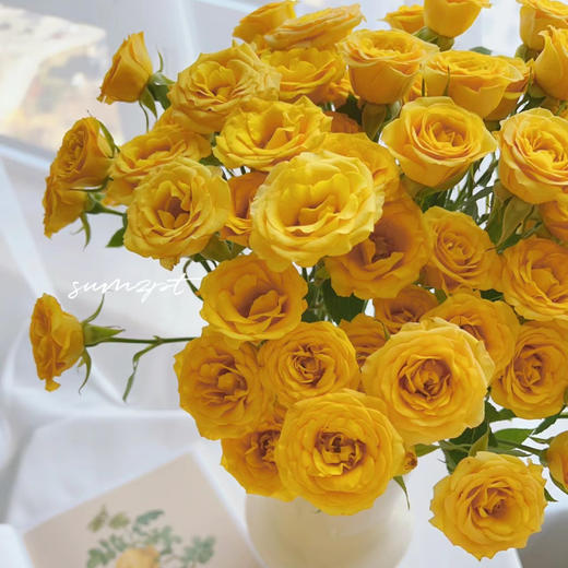 多头梦幻泡泡玫瑰丨A级花材 10支 商品图0