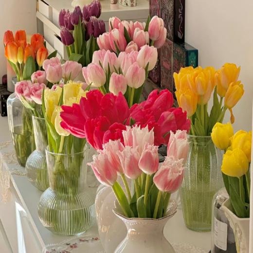 新人专享丨A级郁金香丨盲盒丨5支【单拍不发】 商品图0