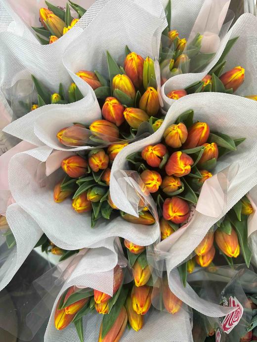 【国产郁金香】 -复色/双色  10支/扎 商品图10