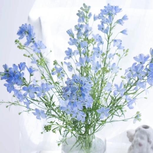 小飞燕丨蓝色丨6-8支 商品图1