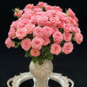 多头露露公主玫瑰丨A级花材 10支