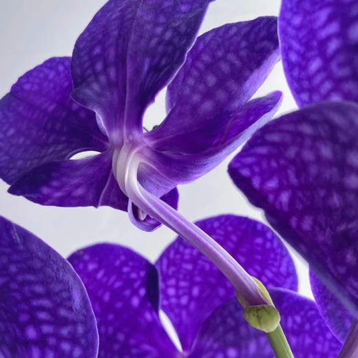 胡姬兰丨紫色丨1株 商品图2