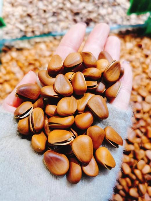 松子王一斤 商品图0