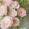 超稀有多头仙子之吻玫瑰丨A级花材 10支 商品缩略图2