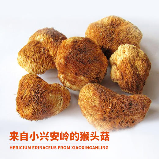 基地直发-有机猴头菇 商品图1