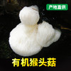 基地直发-有机猴头菇 商品缩略图2