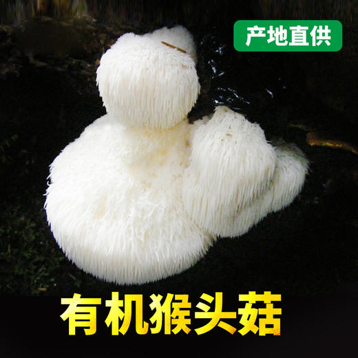 基地直发-有机猴头菇 商品图2