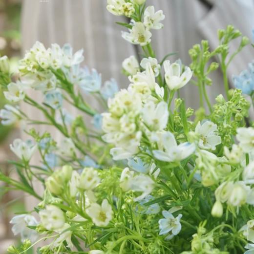 小飞燕丨白色丨6-8支 商品图0