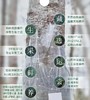 【12倍浓缩白桦树汁 】称为“生命之水”，养生佳品 增强免yi力，酒后护肝，消炎 散结，缓疲劳，美容养yan，滴滴珍贵 商品缩略图3