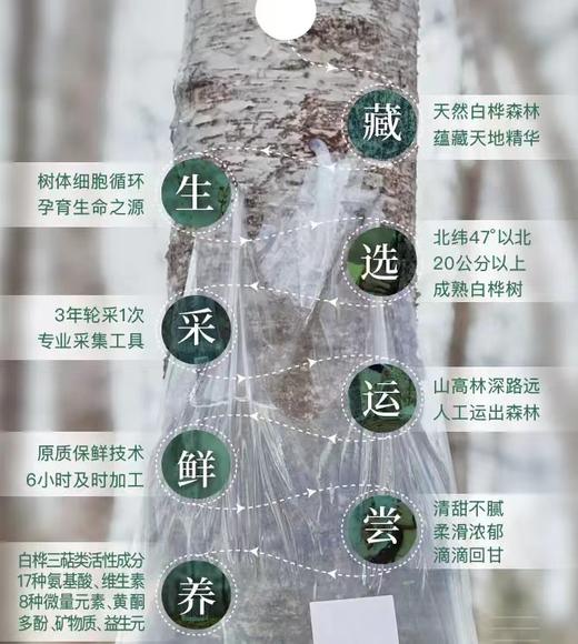【12倍浓缩白桦树汁 】称为“生命之水”，养生佳品 增强免yi力，酒后护肝，消炎 散结，缓疲劳，美容养yan，滴滴珍贵 商品图3
