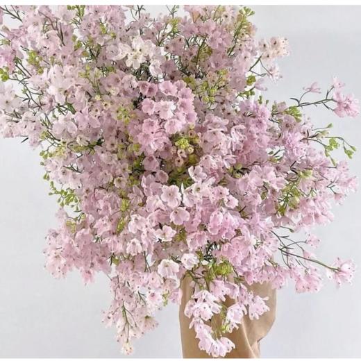 小飞燕丨浅粉色丨6-8支 商品图2