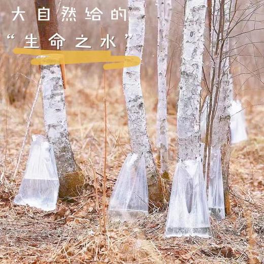 【12倍浓缩白桦树汁 】称为“生命之水”，养生佳品 增强免yi力，酒后护肝，消炎 散结，缓疲劳，美容养yan，滴滴珍贵 商品图13