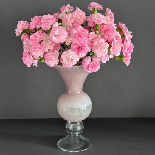 珍珠粉多头康乃馨丨20支 商品图2