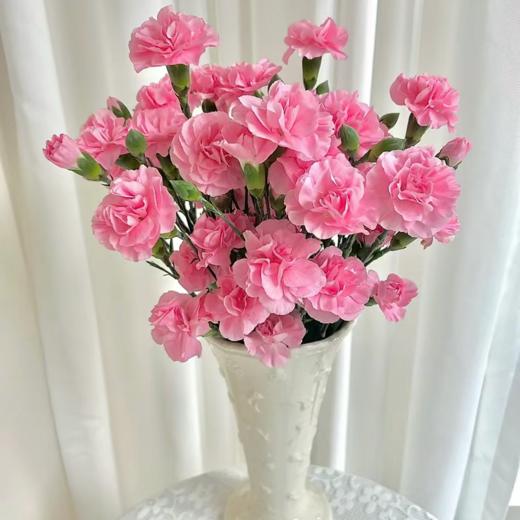 珍珠粉多头康乃馨丨20支 商品图0