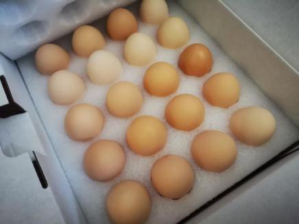 【山东有机山鸡蛋】散养在生态谷的有机鸡蛋，蛋黄色泽鲜艳、蛋清厚稠，可生食，很安全 商品图10
