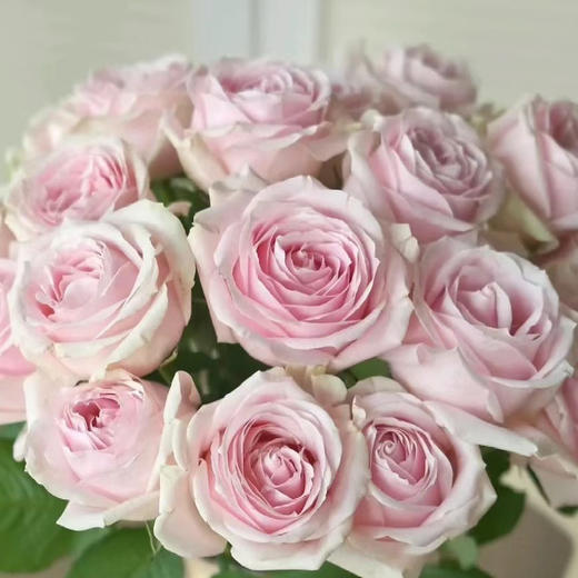 粉红雪山单头玫瑰丨A级花材 商品图1