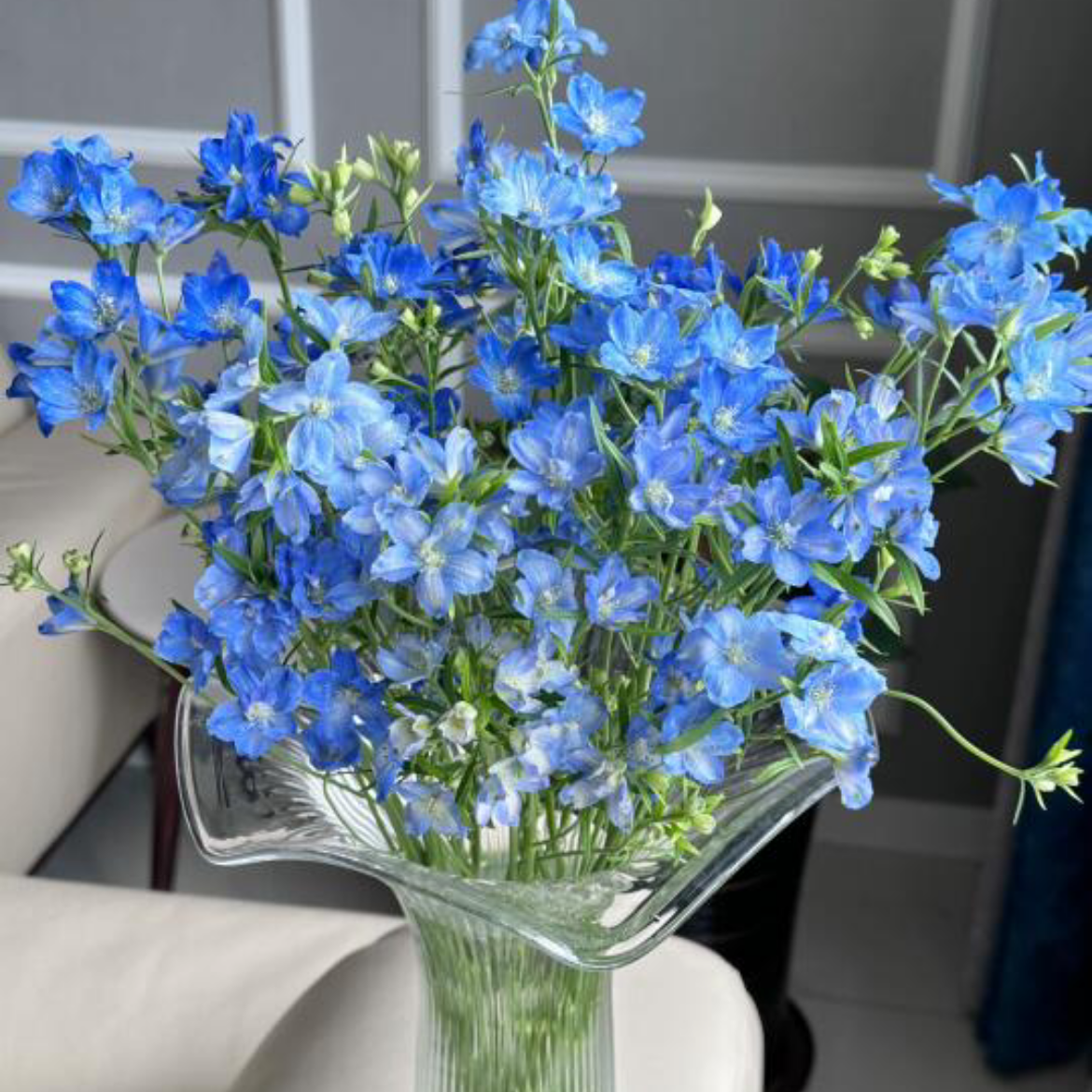 小飞燕丨蓝色丨6-8支