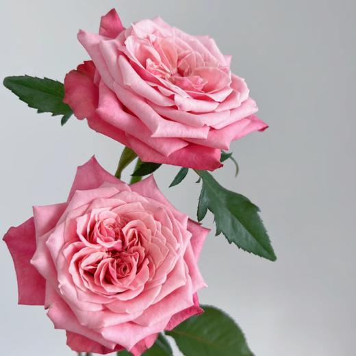 闺蜜单头玫瑰丨A级花材 商品图1