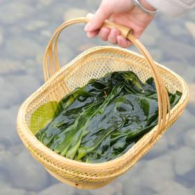 软绵绵的海带幼崽