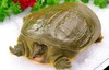 甲鱼 商品缩略图0
